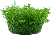 048A TC Hemianthus micranthemoides